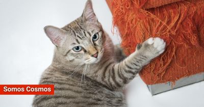 Un estudio revela la razón por la que los gatos suelen arañar los muebles y cómo puedes evitarlo
