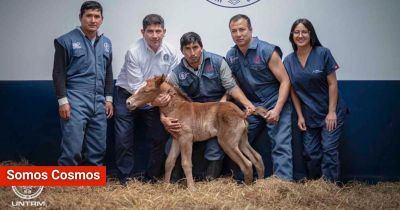 Hito científico en Perú: nace el primer clon del Caballo Peruano de Paso en el país