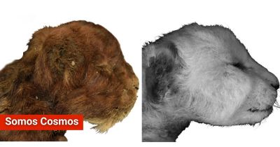 Por primera vez estudian un gatito dientes de sable sorprendentemente bien conservado
