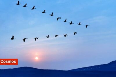 ¿Por qué las aves vuelan en forma de “V”?