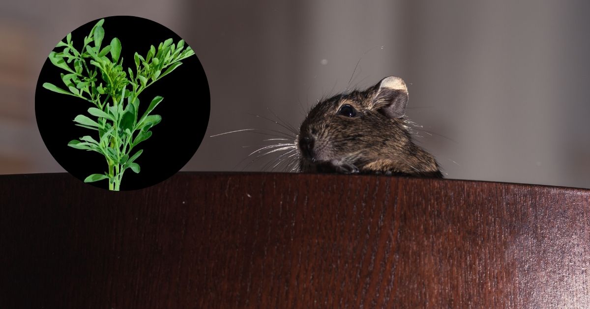 Plantas para alejar a los ratones.