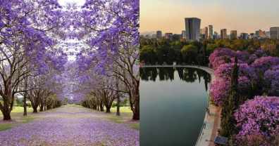 ¿Belleza o amenaza? El veredicto sobre si jacarandas son especies invasoras
