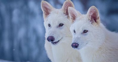 ¿Lograron realmente desextinguir al lobo terrible? Los expertos cuestionan que una empresa haya conseguido tal hazaña